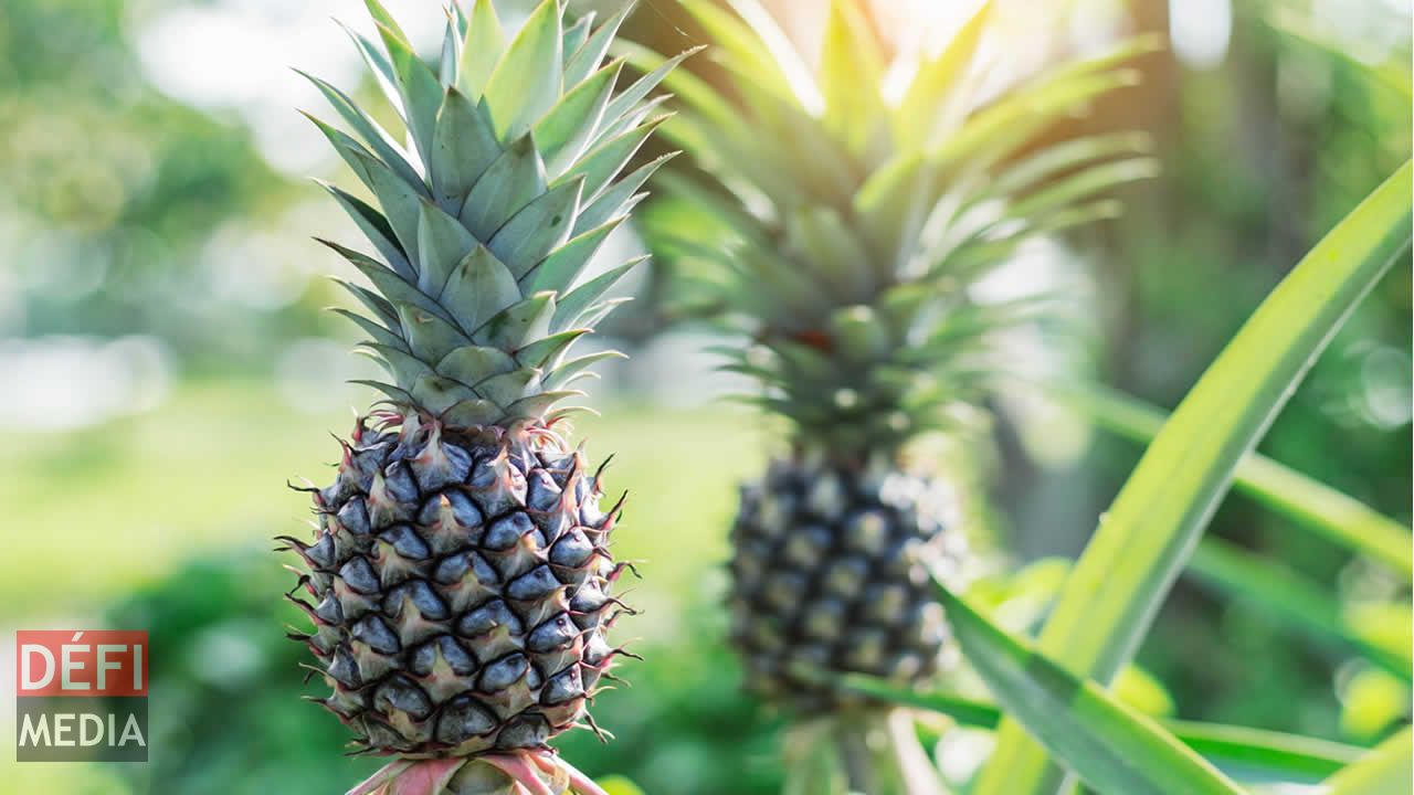 Ananas