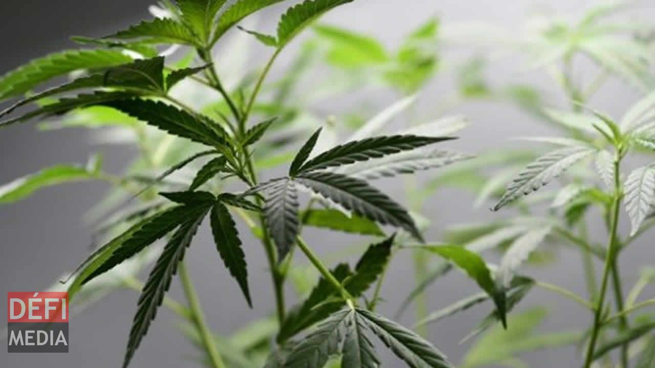 Cannabis