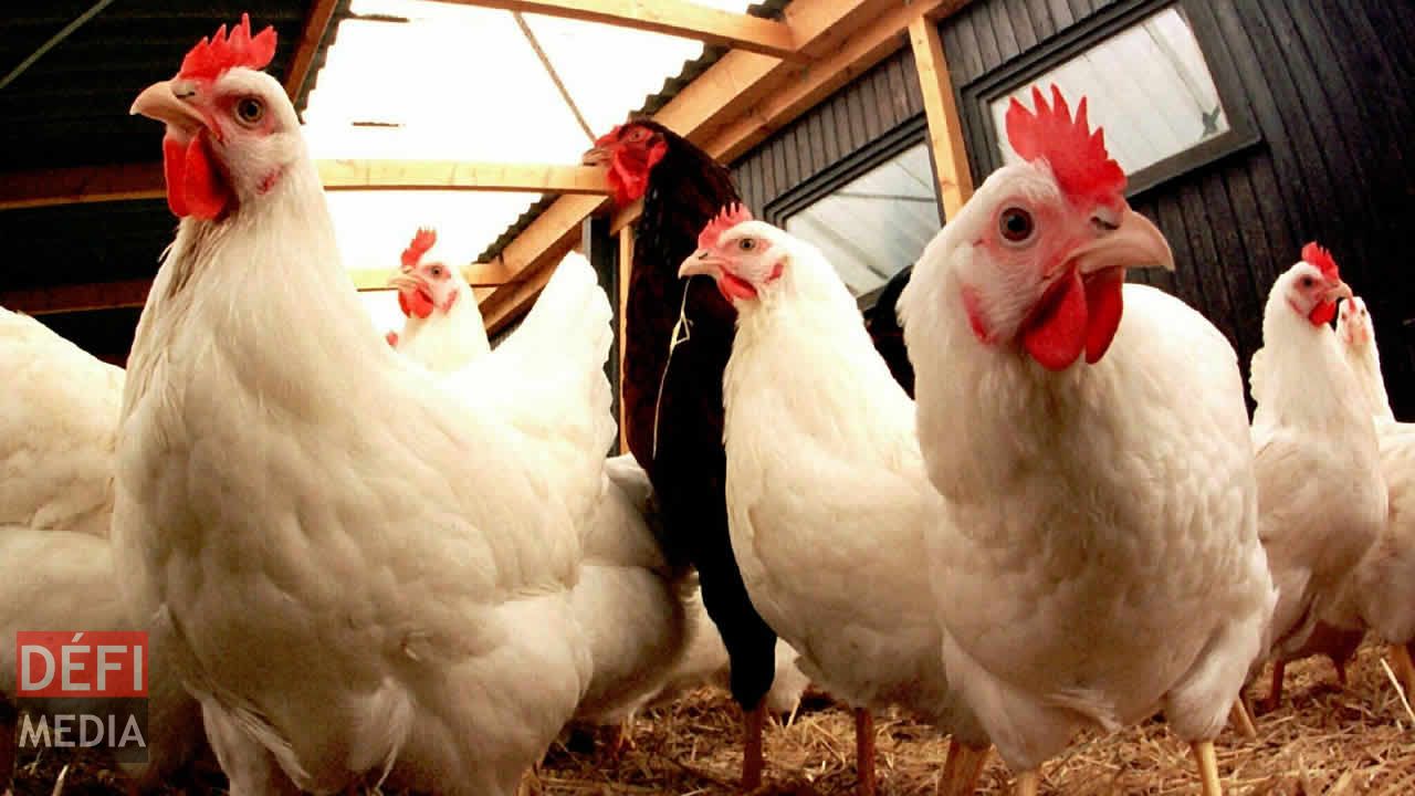 Le montant du butin est estimé à Rs 300 000. Poule