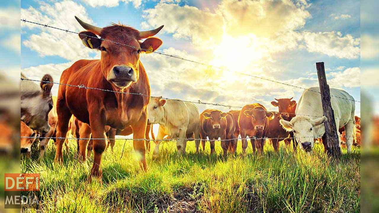 Mauritius prospects becoming Regional Livestock Policy Hub