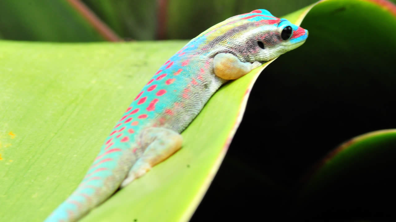 Le Gecko Phelsuma.