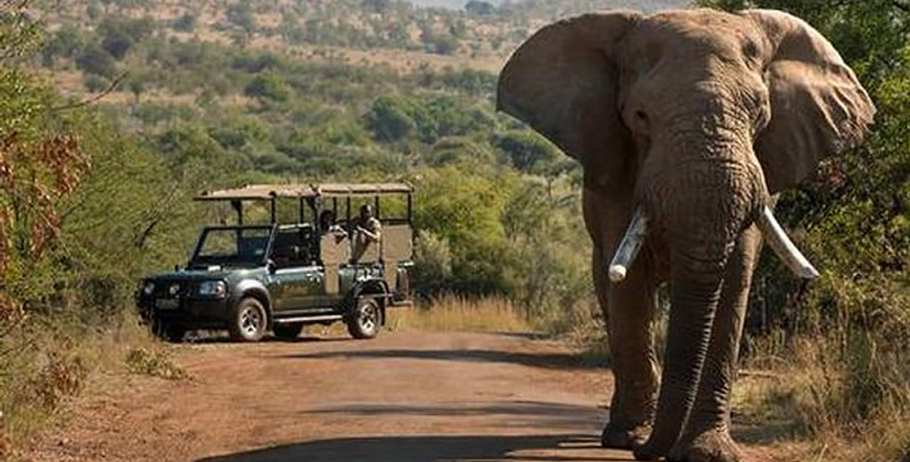 À la rencontre des éléphants au Pilanesberg.