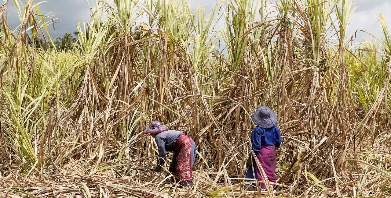 sugar cane field