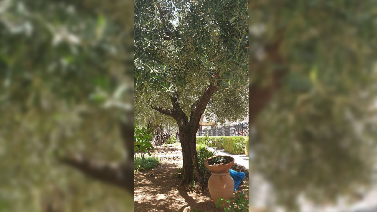 Au jardin des oliviers, l’un des oliviers qui a été conservé.