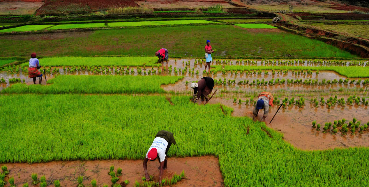 Rice cultivation in Madagascar.