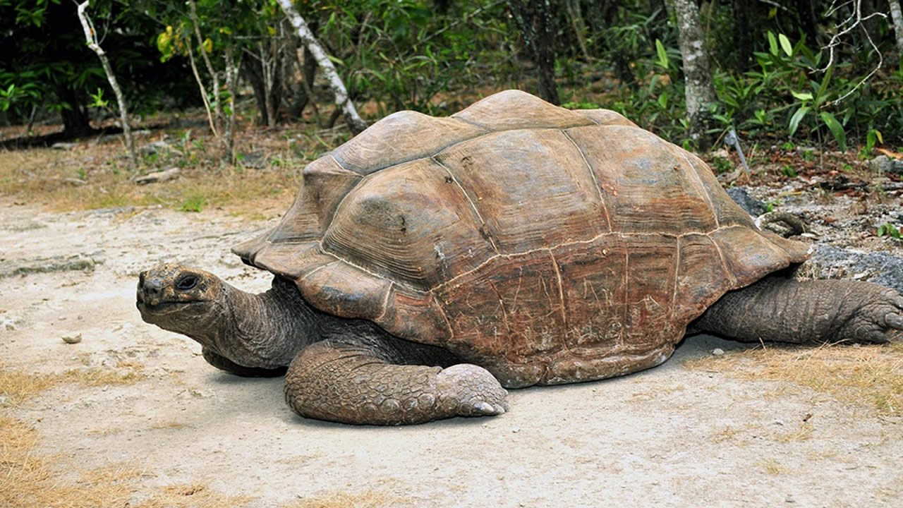 Les tortues géantes  vivent en liberté.