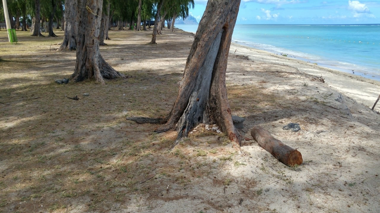 L’érosion gagne toujours du terrain. Un tronc restant parmi les dizaines d’arbres abattus.