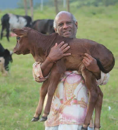  Il dépense Rs 30 000 par mois pour l’alimentation de ses 60 vaches.