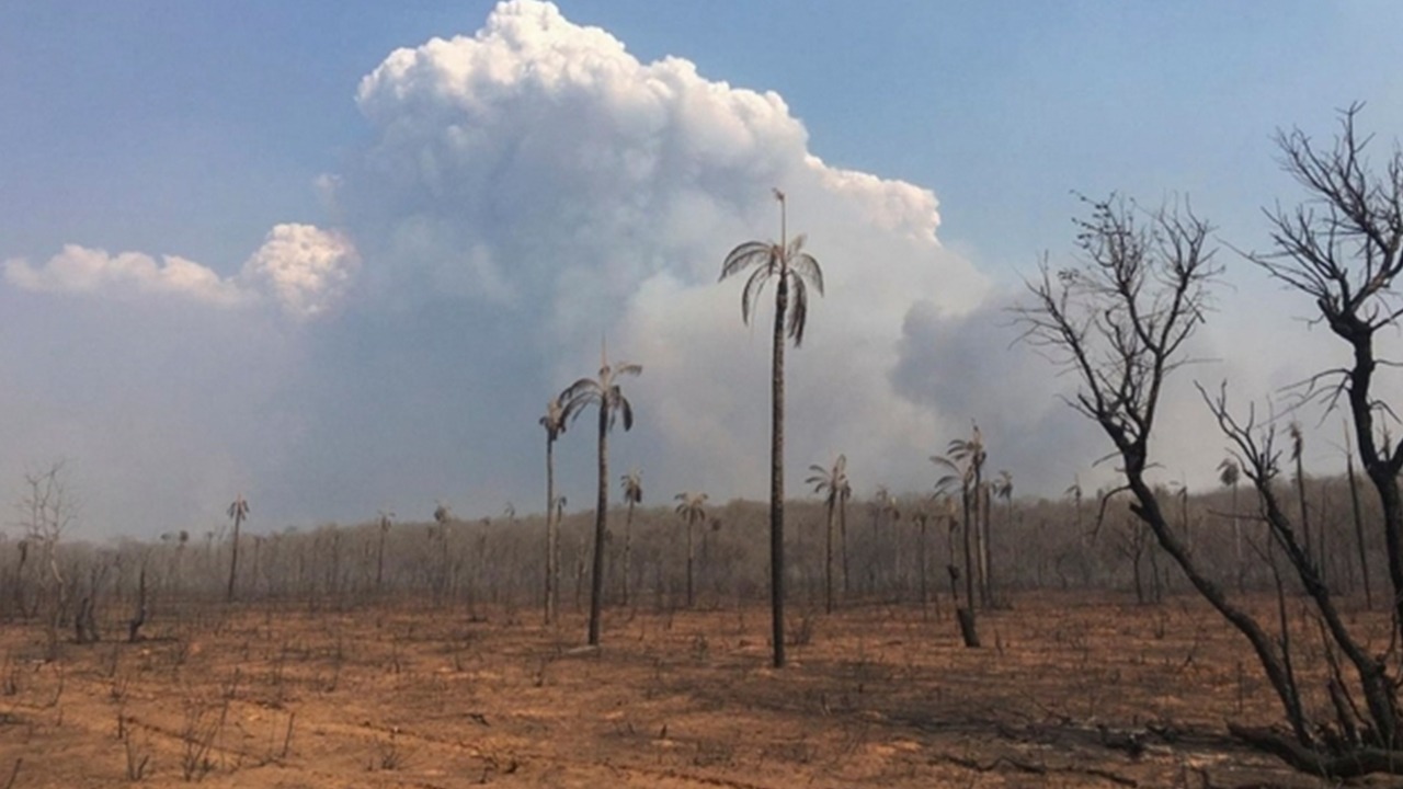 Un incendie de forêt dans la région de Santa Cruz, en Bolivie, le 9 septembre 2019