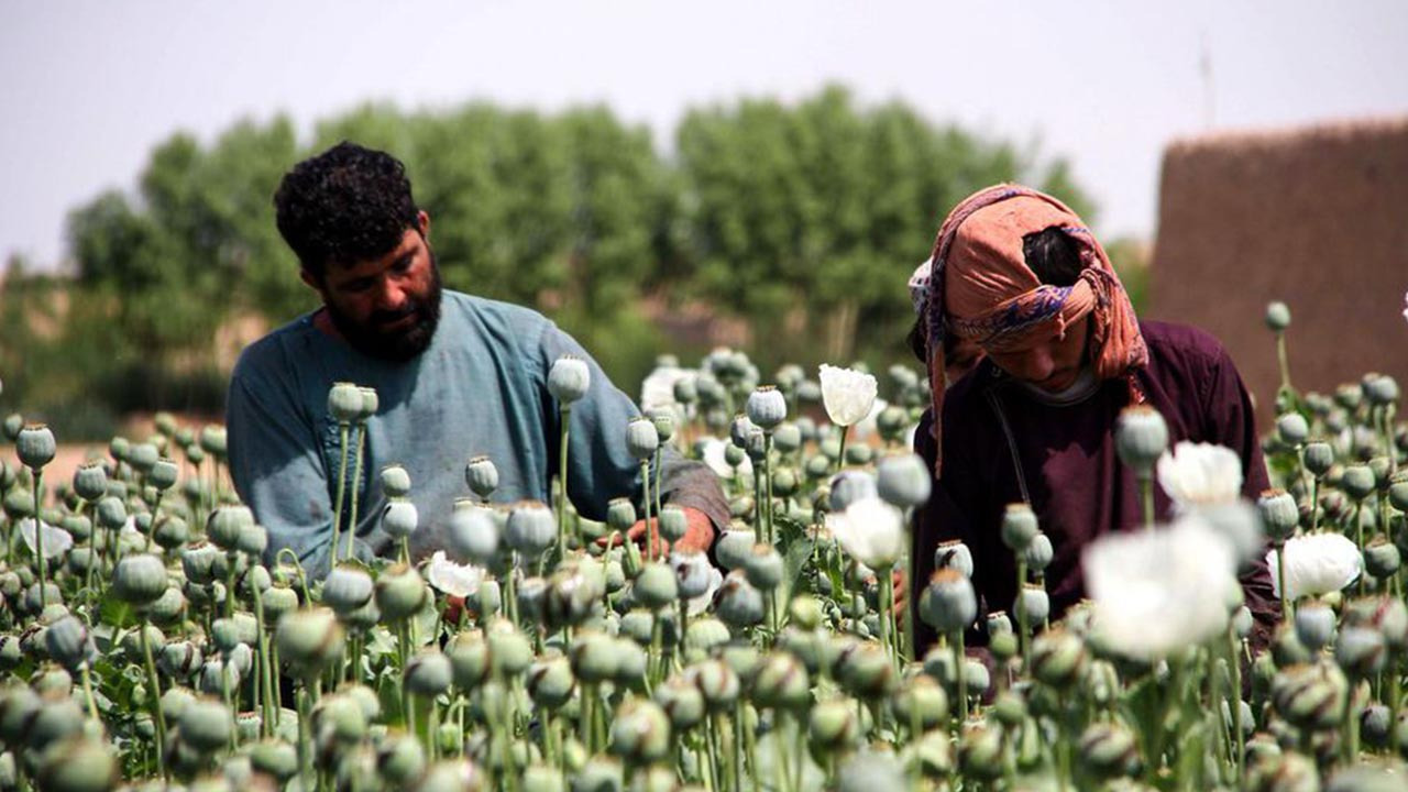 Un champ d’opium (Photo d’illustration)